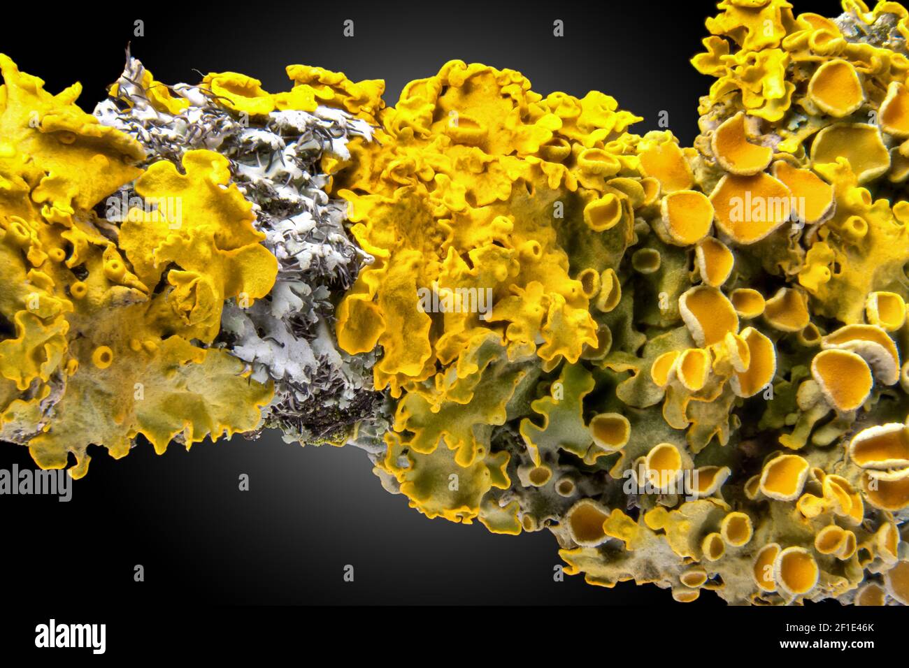 Nahaufnahme der gemeinsamen orangen Flechten (gelbe Skala) Auf hölzernen Ast Stockfoto