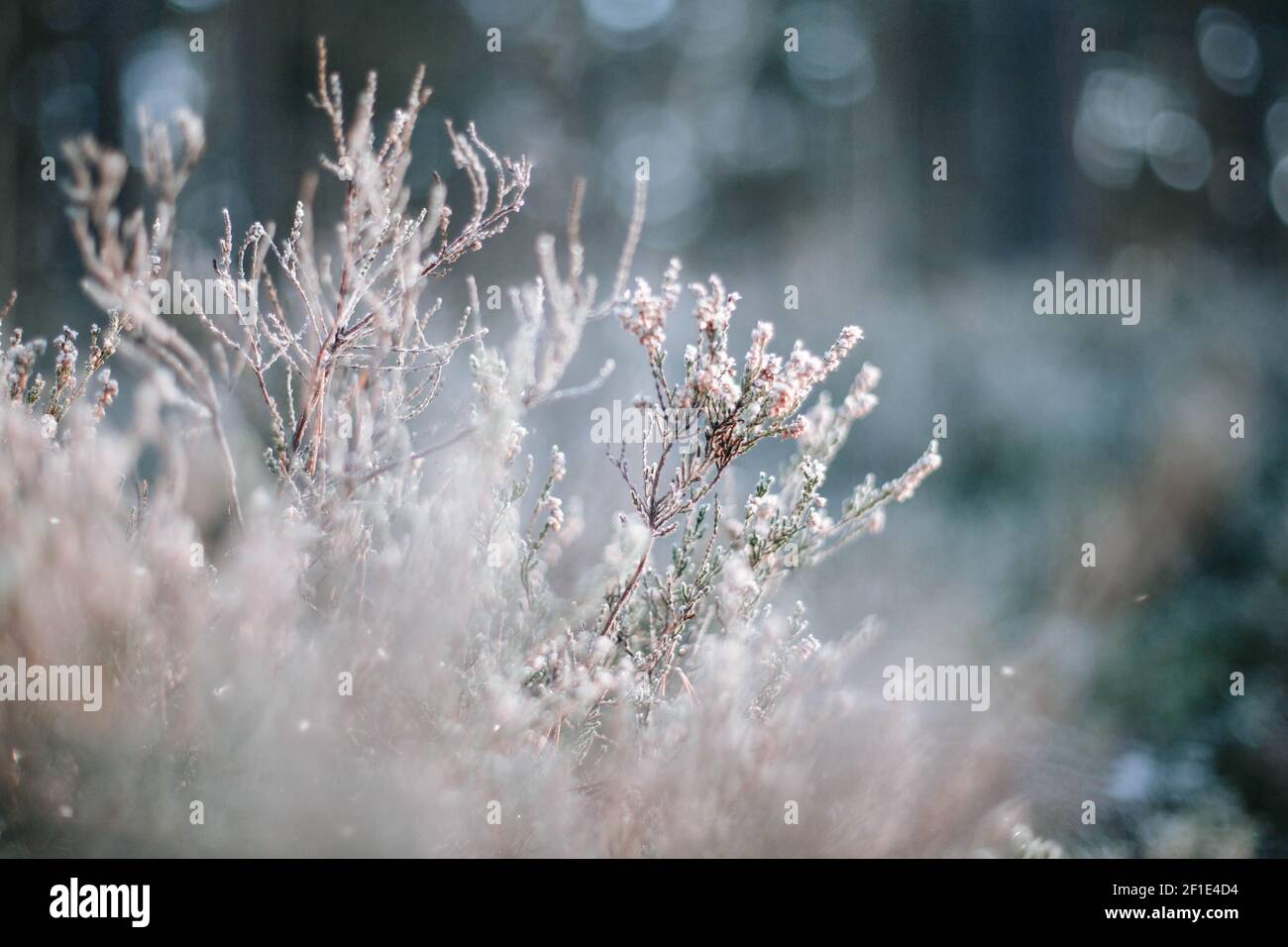 Schneebedeckte Äste in einem Wald. Winterwunderland-Konzept. Heidekraut blüht mit Schnee bedeckt. Stockfoto