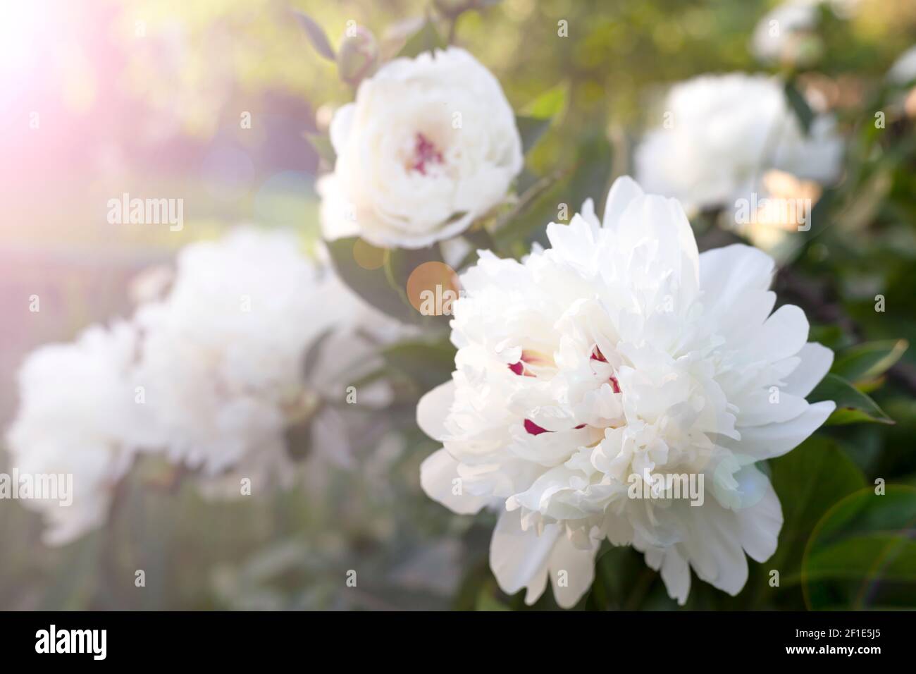 Schöne weiße Pfingstrose Blume. Nahaufnahme. Blumenhintergrund für Postkarte, Beschriftung, Malerei, Hochzeitskarte, Banner, Blumengeschäft Stockfoto