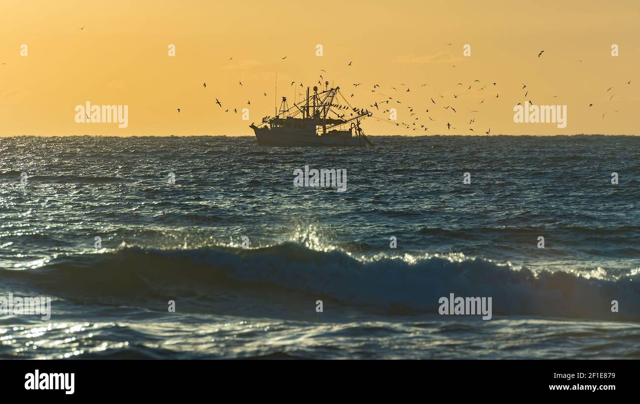 Seevögel strömen um ein Fischerboot herum Stockfoto