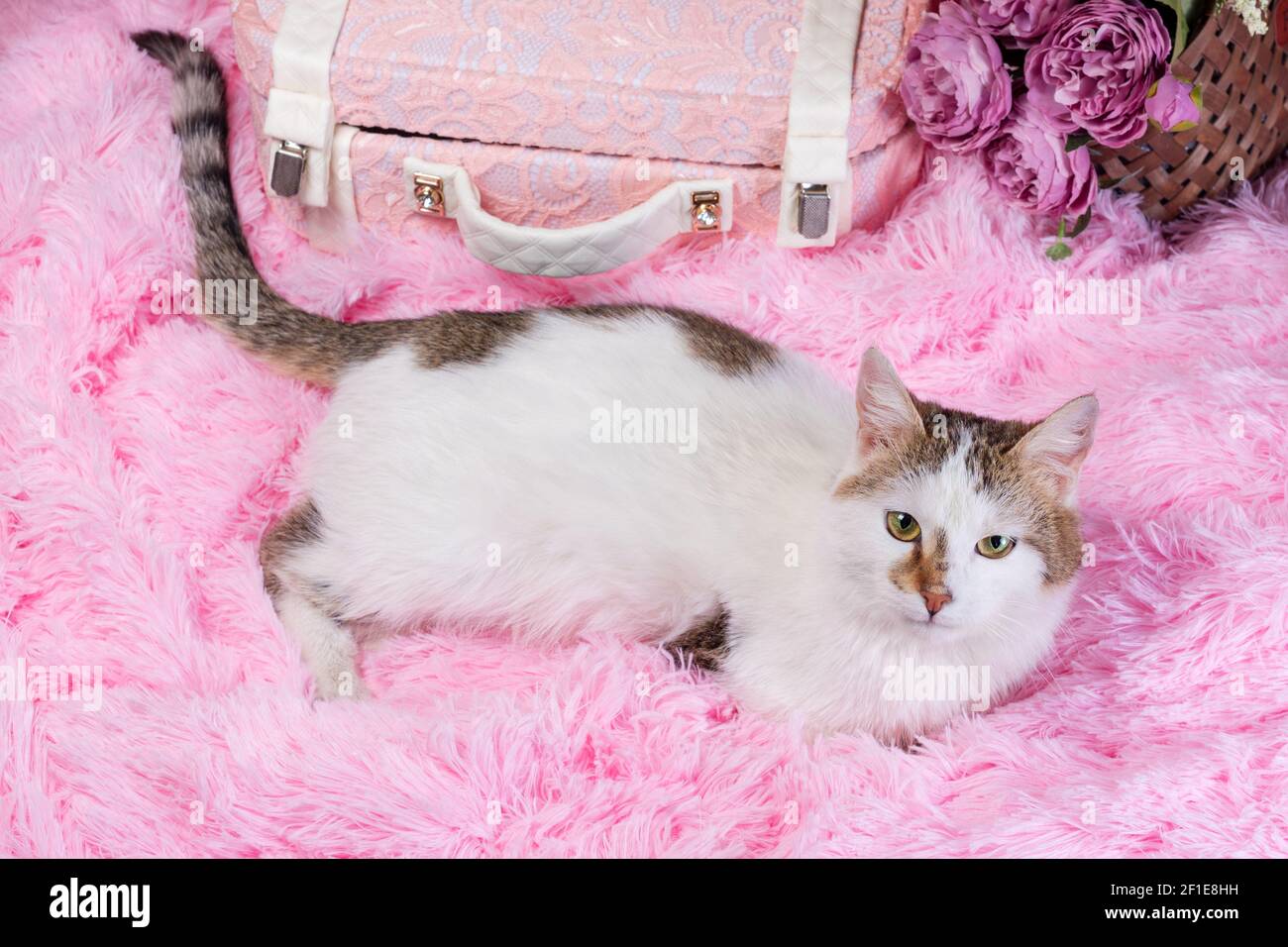 Flach Lay weiß mit Flecken Katze auf rosa Kunstfell Mit einem dekorativen Koffer und einem Blumenstrauß Ein Korbkorb auf einem korallenen Hintergrund Stockfoto