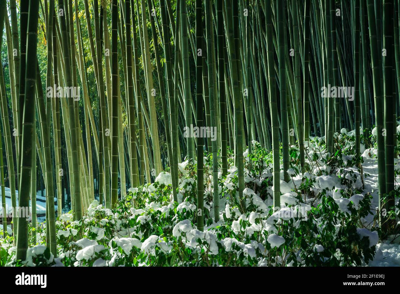 Bambuswaldstämme aus der Nähe im verschneiten Damyang Bambuswald. Jeollanam-do, Südkorea. Stockfoto