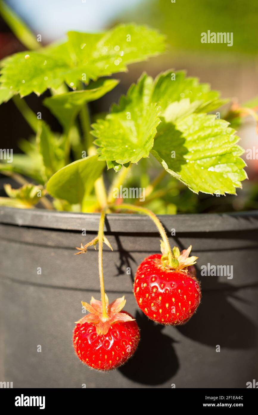 Junge Gekerbte Erdbeerpflanze, Die Bereits Früchte Trägt Stockfoto
