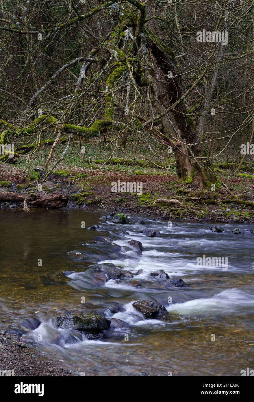 Trittsteine über den Eden Water River unterhalb von Stichill Linn In den Scottish Borders Stockfoto