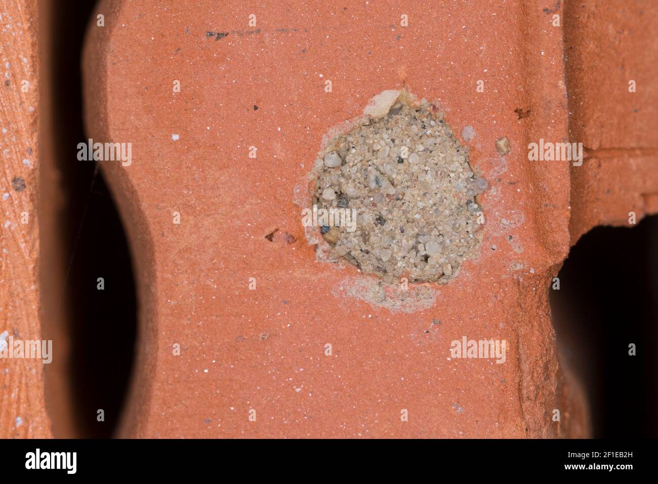 Mauer-Lehmwespe, Mauerlehmwespe, Lehmwespe, Schwarzfühler-Hakenwespe, Nestverschluß, Nestverschluss, Nestverschlüsse, Lehm, Nest, Niströhre, Nestloch, Stockfoto