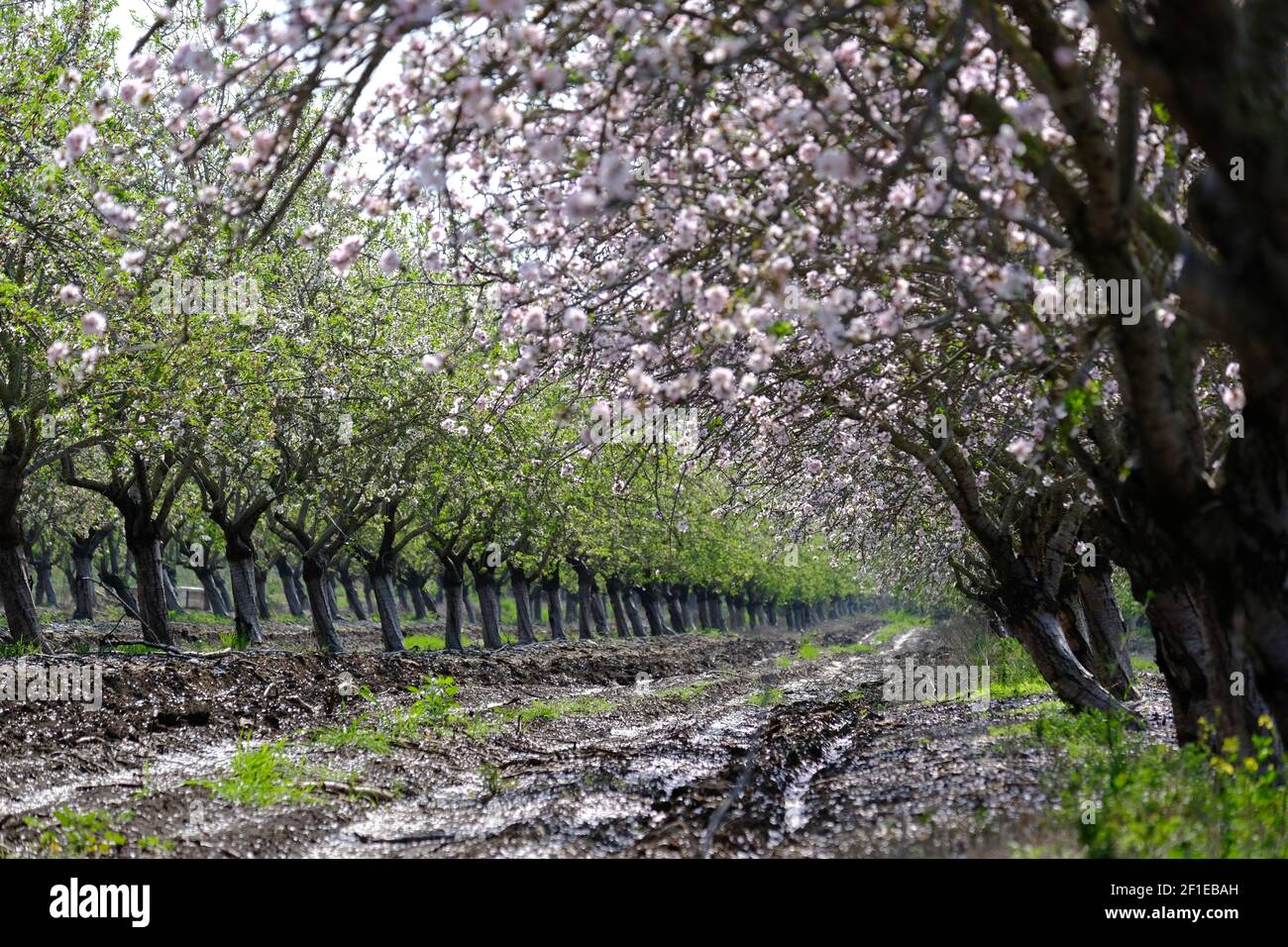 Mandelblüten (Prunus dulcis) Fotografiert in Israel im Februar dieser Baum blüht davor Erzeugt Blätter Stockfoto