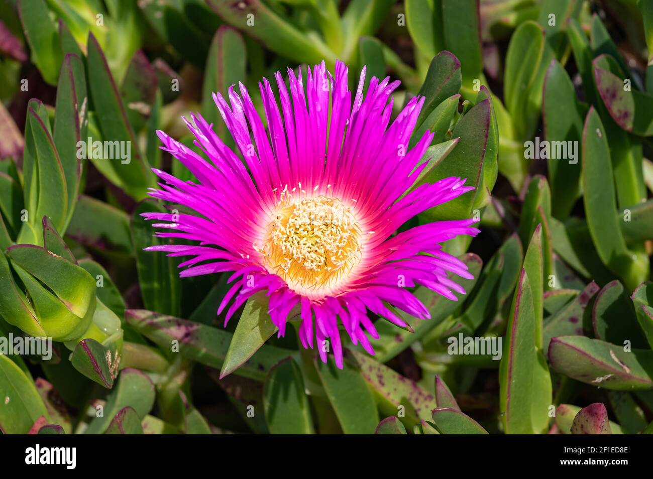 Carpobrotus Chilensis oder Carpobrotus edulis Blume. Rosa und gelb blühende Meeresfeigen und grünes saftiges Laub. Eispflanze ist gemahlenes Creepin Stockfoto