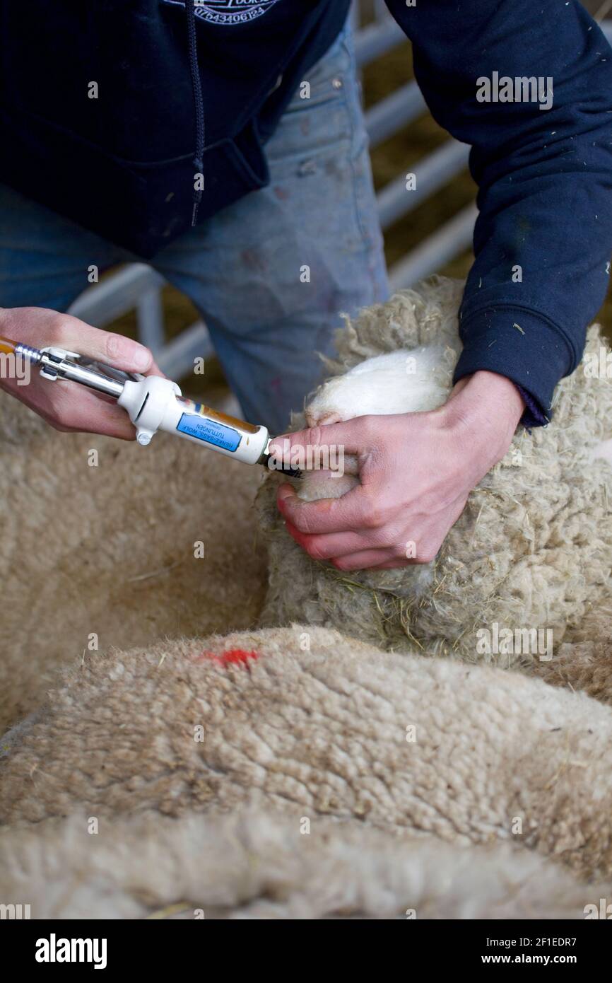 Betrunken worming Schafe. Vereinigtes Königreich Stockfoto