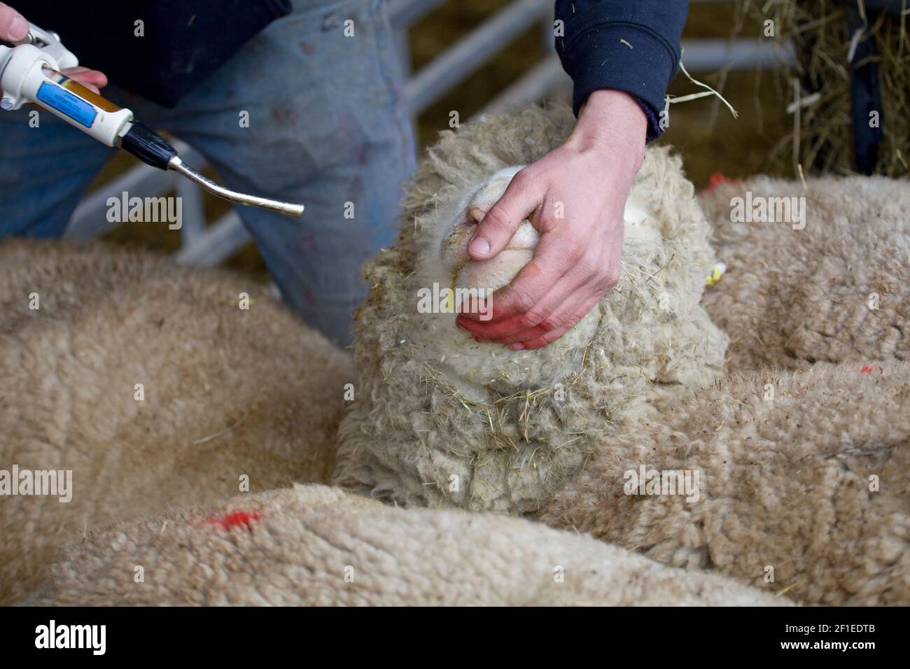 Betrunken worming Schafe. Vereinigtes Königreich Stockfoto