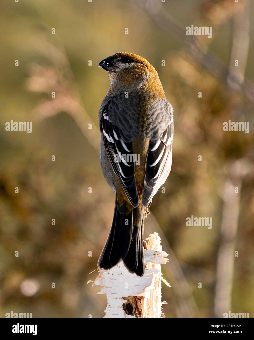 Pine Grosbeak Nahaufnahme Profil Rückansicht, mit einem unscharfen Hintergrund in seiner Umgebung und Lebensraum thront. Bild. Bild. Hochformat. Stockfoto