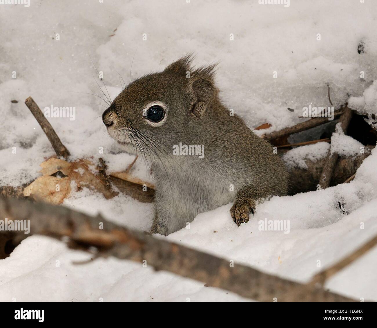 Eichhörnchen Nahaufnahme Profil Blick in den Wald, aus einem Loch im Schnee mit verschwommenem Schneehintergrund zeigt seine braunen Fell, in seinem Lebensraum. Stockfoto