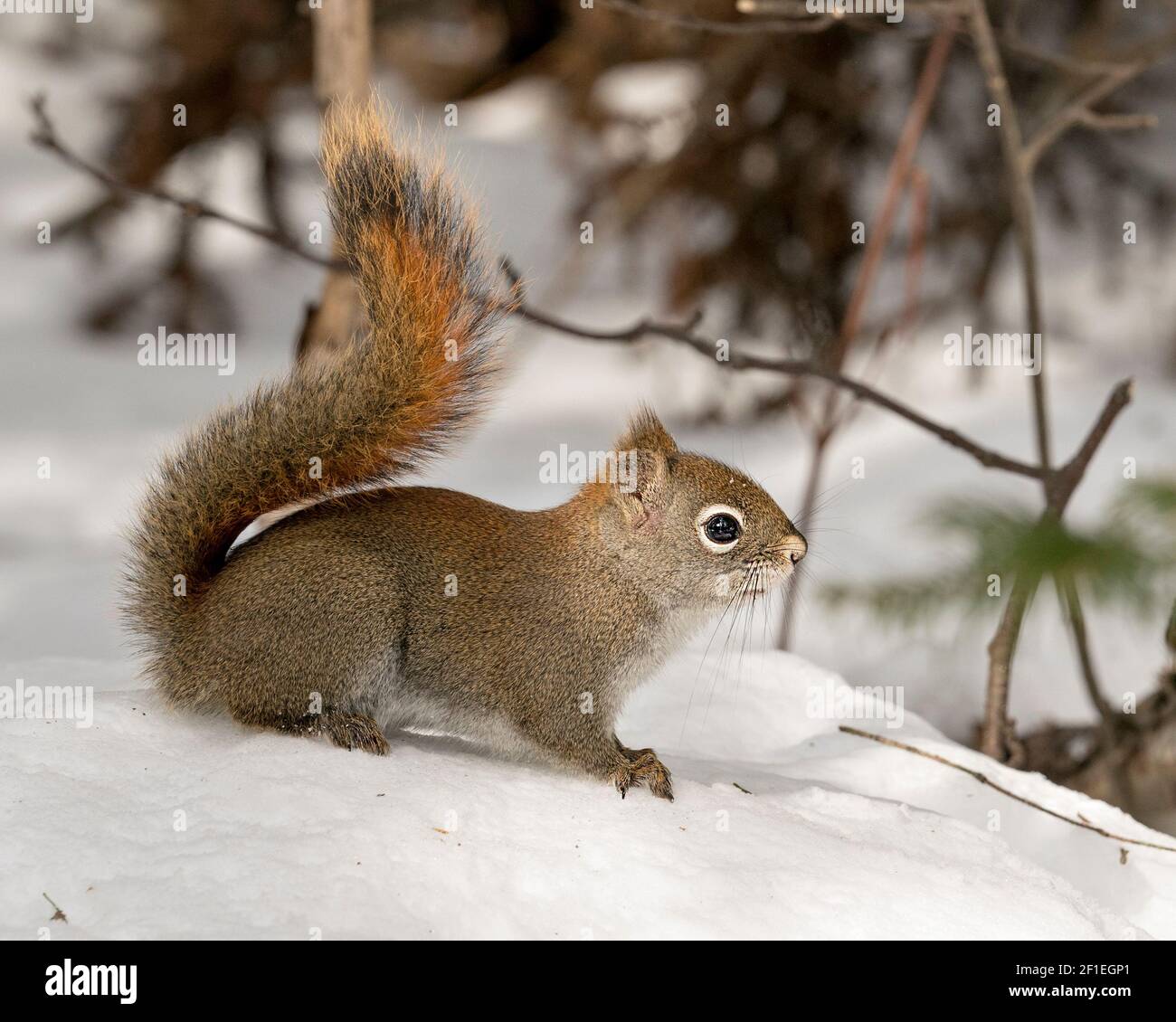 Eichhörnchen Nahaufnahme Profil Seitenansicht im Wald, im Schnee stehend mit unscharfen Hintergrund zeigt seine braunen Fell, in seinem Lebensraum und Umgebung. Stockfoto