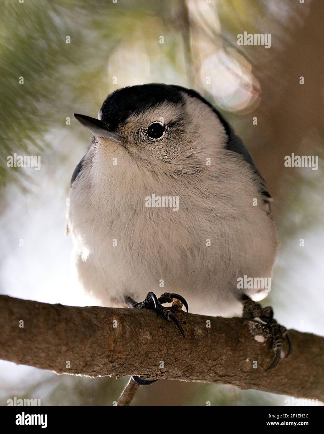 Weiß-gestrahlte Nuthatch Nahaufnahme Profil mit einem unscharfen Hintergrund in seiner Umgebung und Lebensraum thront. Nuthatch-Bild. Bild. Hochformat. Stockfoto