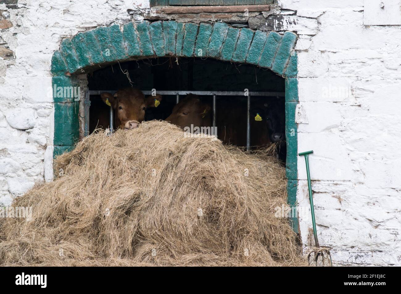 Braune Kühe in einer alten Scheune, die auf Heu füttert Stockfoto