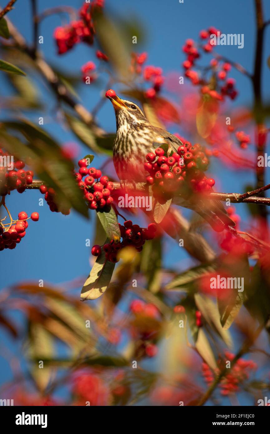 Europäische Rotflügler (Turdus iliacus), die rote Winterbeeren aus Gartenstrauch essen, Somerset, UK, Dezember 2017. Stockfoto