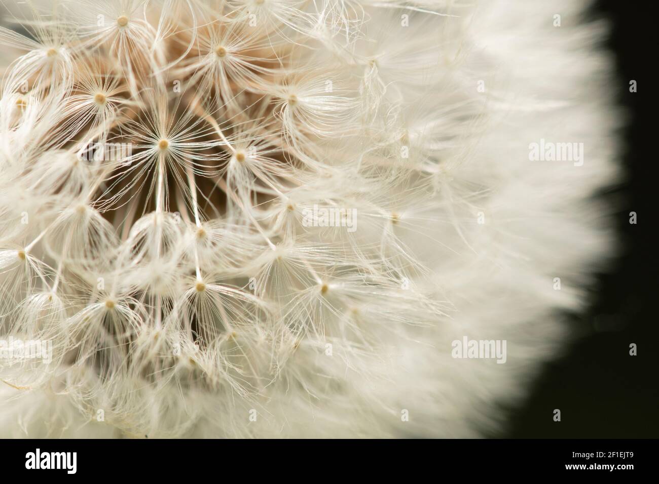 Löwenzahn (Taraxacum officinale) Samenkopf aus der Nähe im Garten, Somerset, Großbritannien, April 2020. Stockfoto