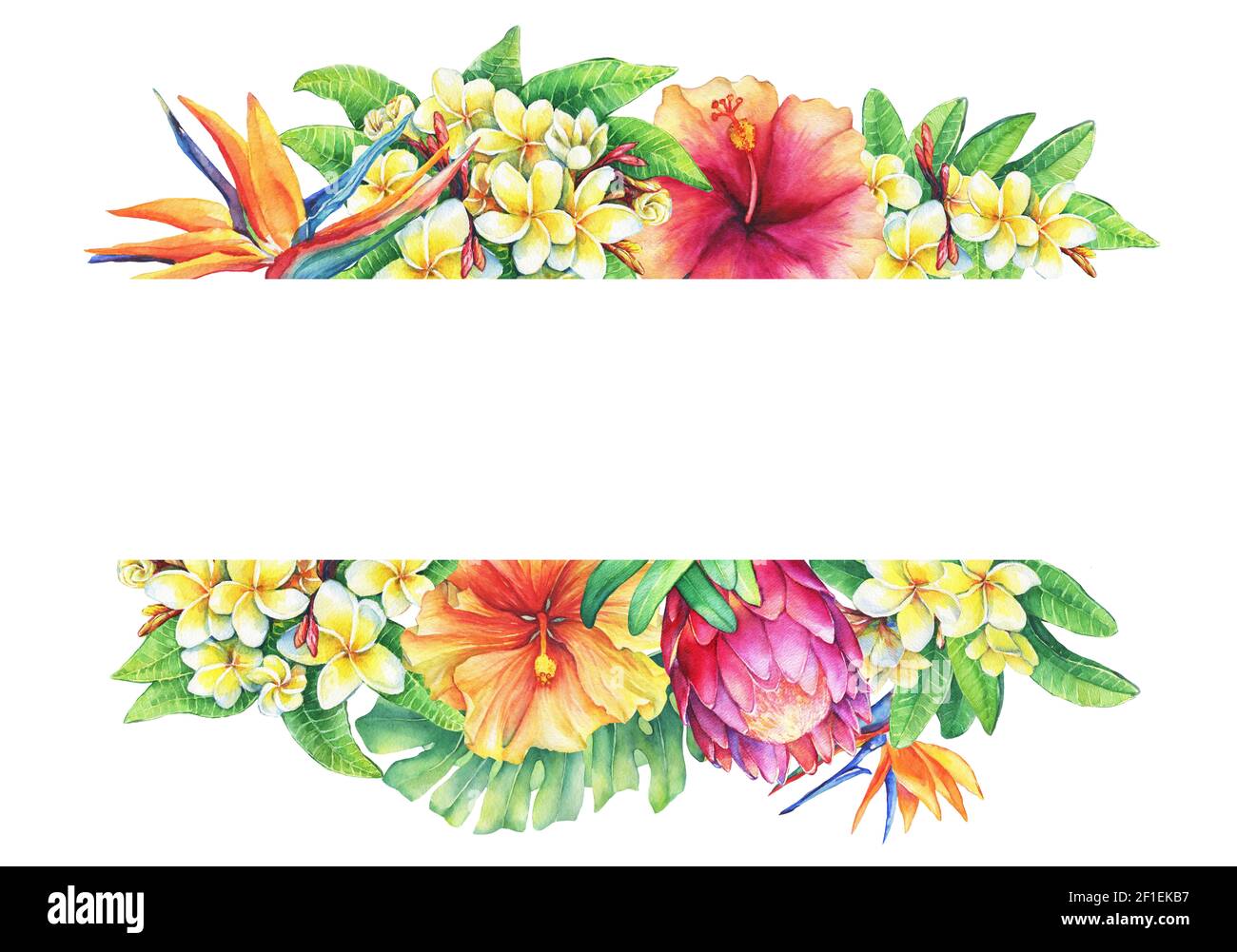 Banner mit Zweigen lila protea, Plumeria, strelitzia und Hibiskus tropischen Blumen. Horizontaler Rahmen. Handgezeichnetes Aquarell auf weißem Bac Stockfoto