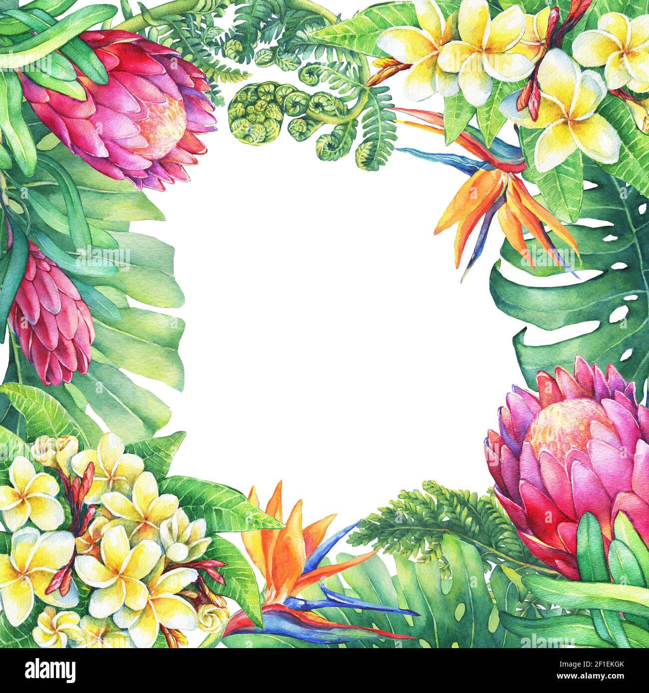Quadratischer Rahmen mit Ästen lila protea, Plumeria, strelitzia und tropischen Pflanzen. Aquarell handgezeichnete Malerei Illustration auf weißem Hintergrund. E Stockfoto