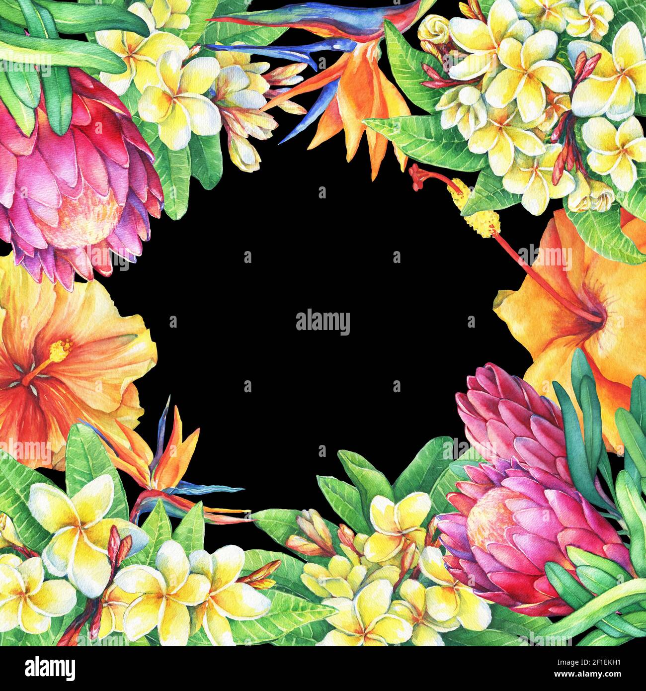Quadratische Rahmen Zweige lila protea, Plumeria, strelitzia und Hibiskus tropischen Blumen. Handgezeichnetes Aquarell auf schwarzem Hintergrund. Stockfoto