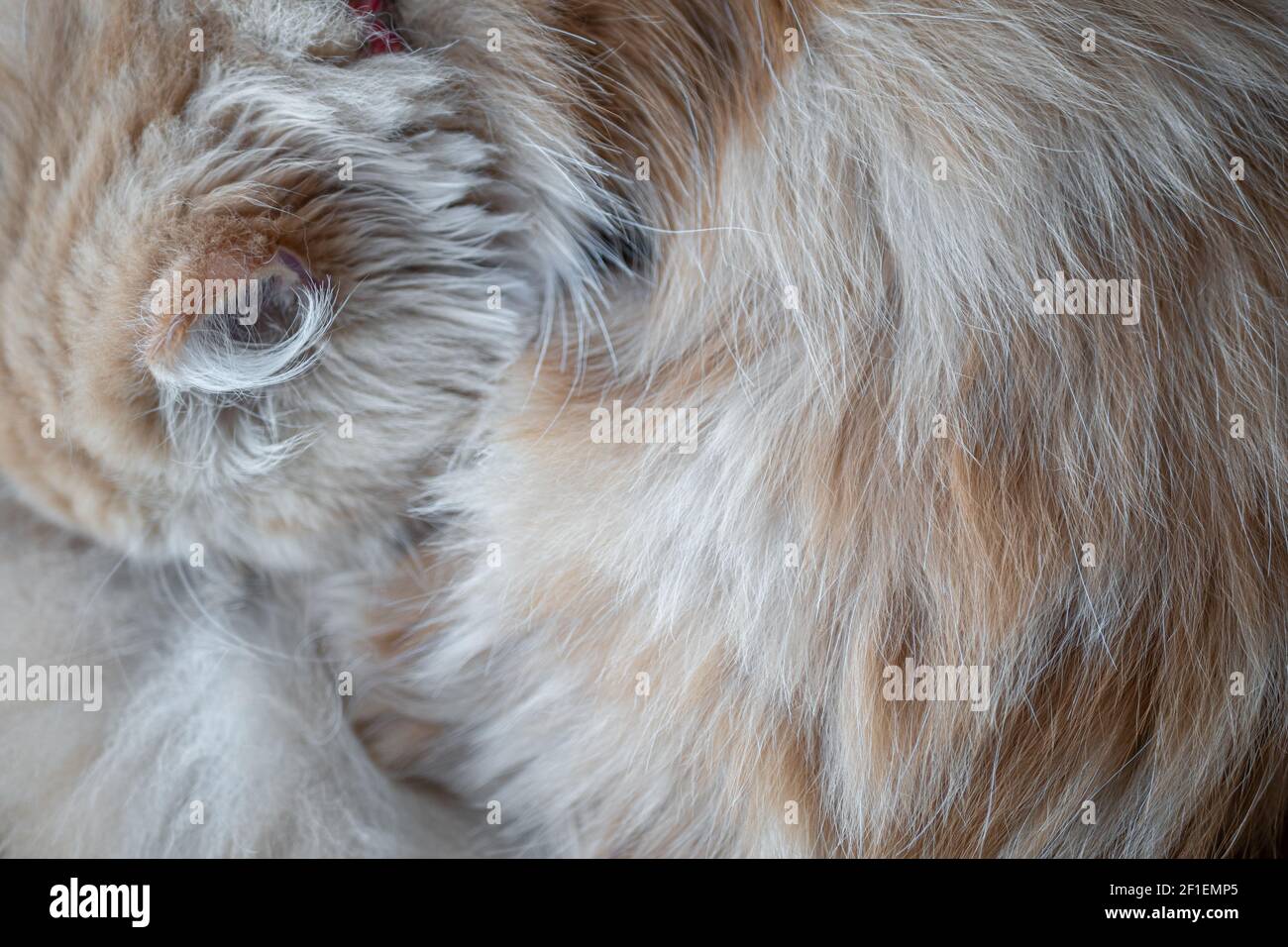 Langes Haar Perserkatzenfell Nahaufnahme mit sichtbarem Ohr Stockfoto