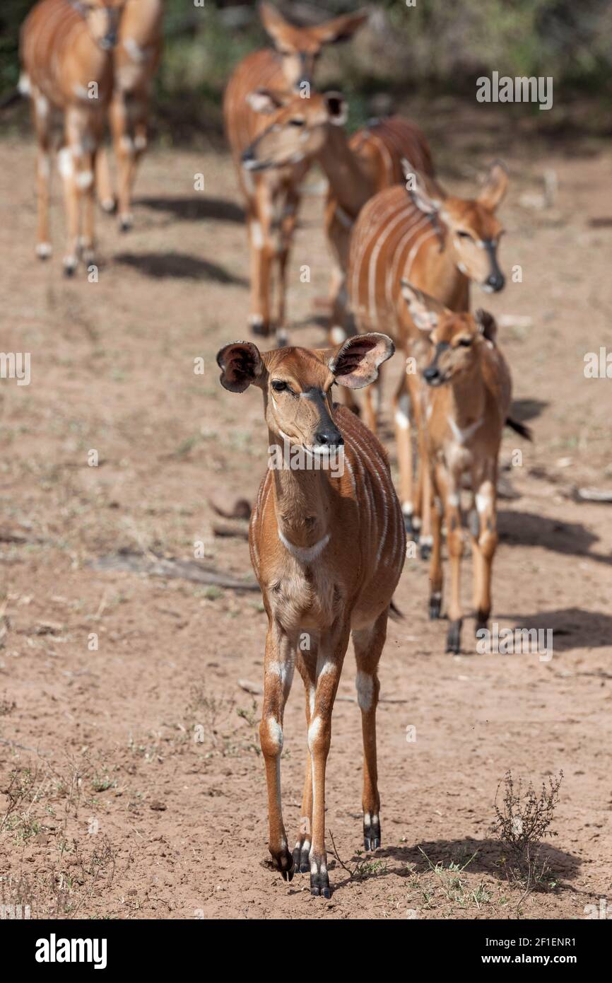 Nyala (Tragelaphus angasii), Mkuze Wildreservat, KwaZulu-Natal, Südafrika Stockfoto