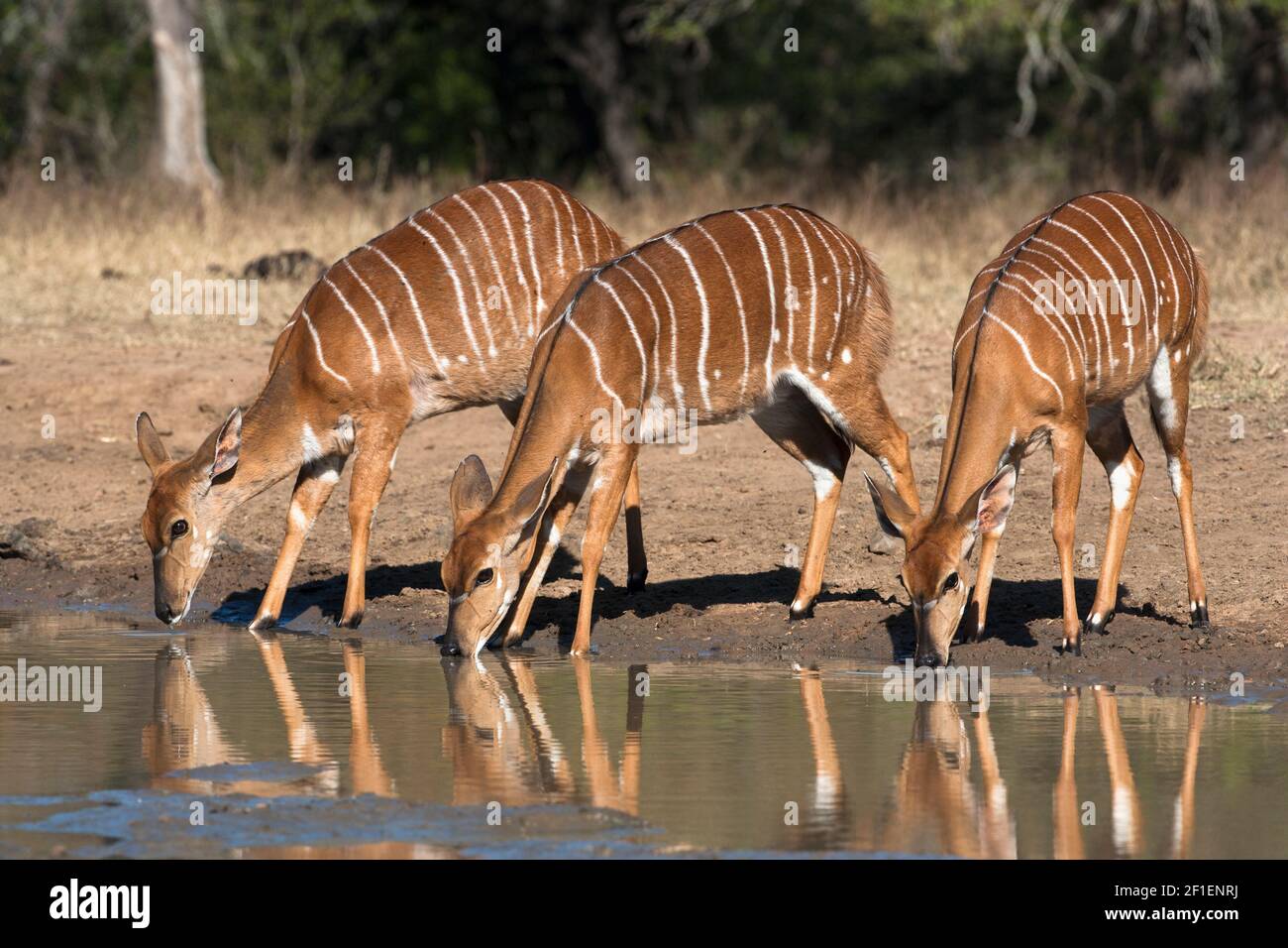 Nyala (Tragelaphus angasii) trinkende Weibchen, Mkuze Wildreservat, KwaZulu-Natal, Südafrika Stockfoto