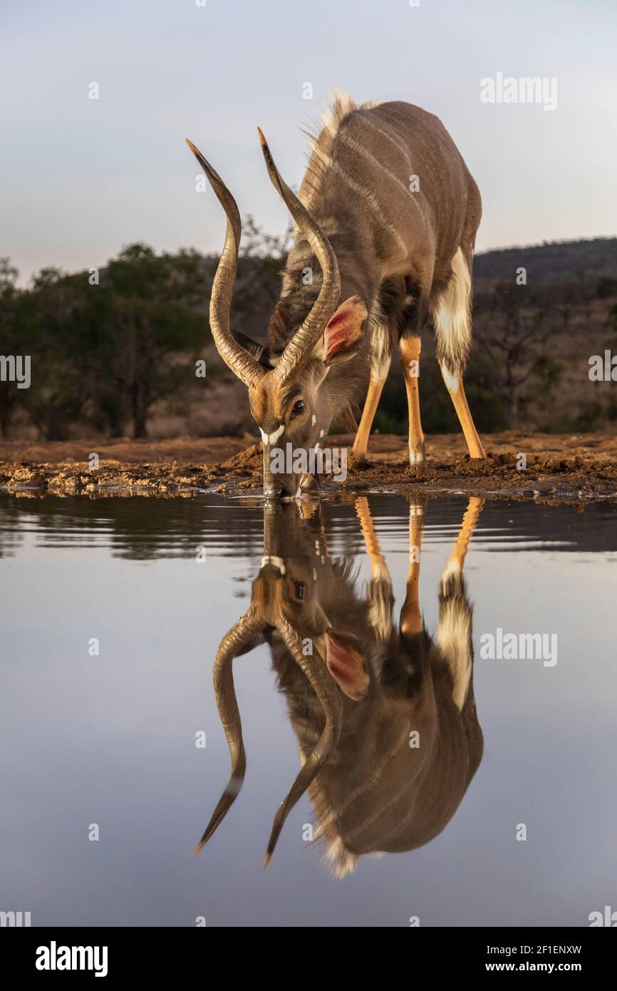 Nyala (Tragelaphus angasii) Männchen am Wasser in der Abenddämmerung, Zimanga Wildreservat, KwaZulu-Natal, Südafrika Stockfoto