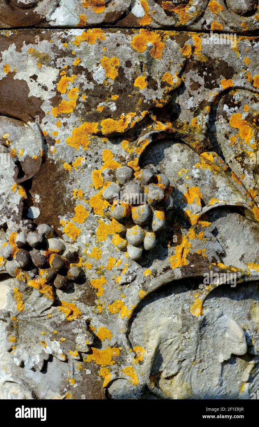 Geschnitzte Weinrebe auf alten verwitterten Steingarten Urne, norfolk, england Stockfoto