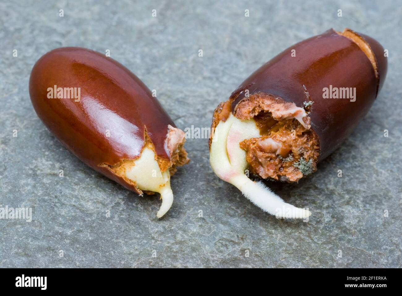 Lychee Samen keimen Stockfoto