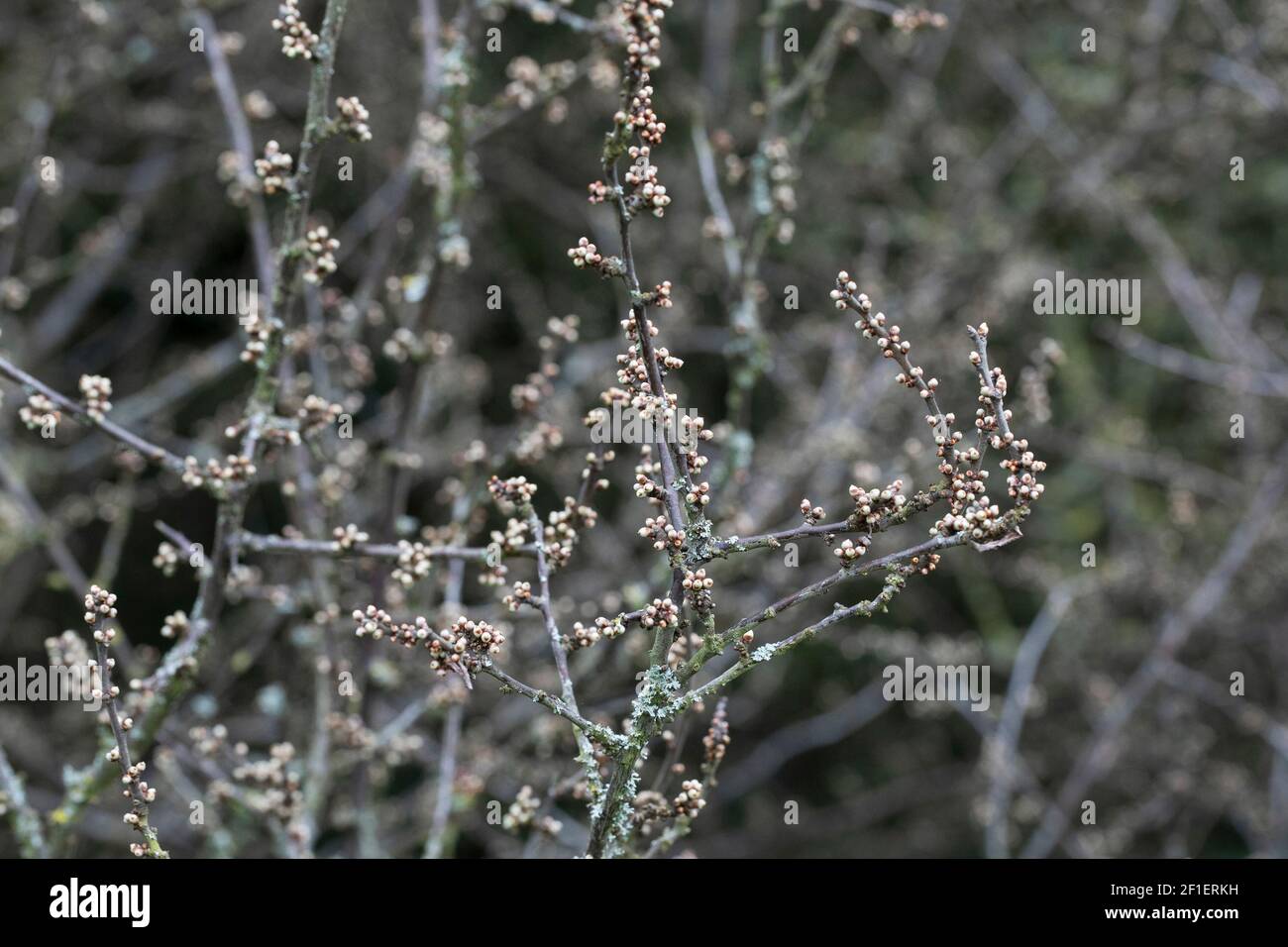 Schlehdorn (Schlehe) (Prunus spinosa) Hecke Anfang März, mit Blütenknospen im Begriff, in Blüte zu platzen (Vereinigtes Königreich) Stockfoto