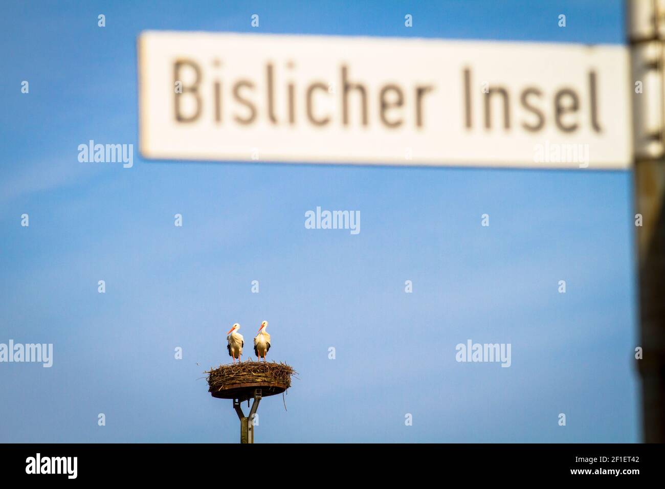 Störche brüten im Naturschutzgebiet Bislicher Insel am Niederrhein bei Xanten, Auenlandschaft, alter Rheinarm, Nordrhein-Westp Stockfoto