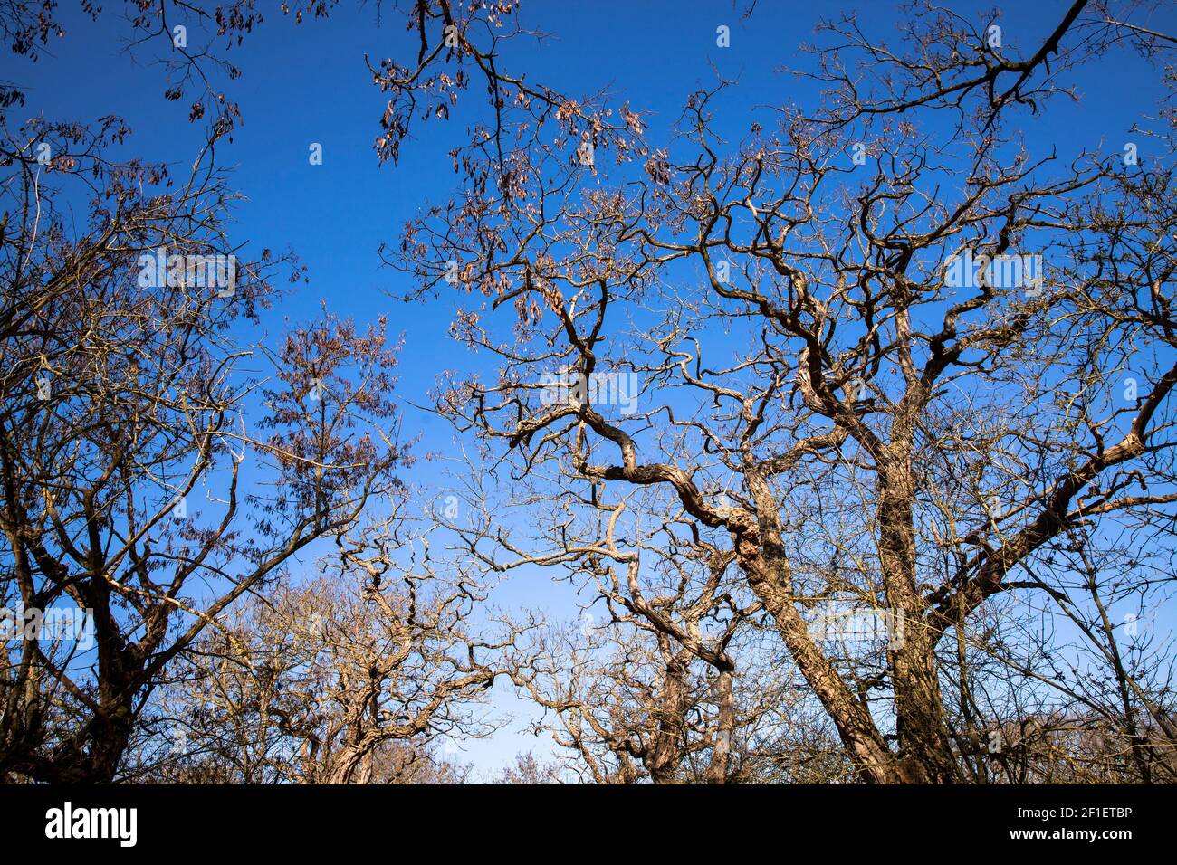 Robinienbäume (Robinia pseudoacacia) im Naturschutzgebiet Bislicher Insel am Niederrhein bei Xanten, Auenlandschaft, alter Zweig des RHI Stockfoto