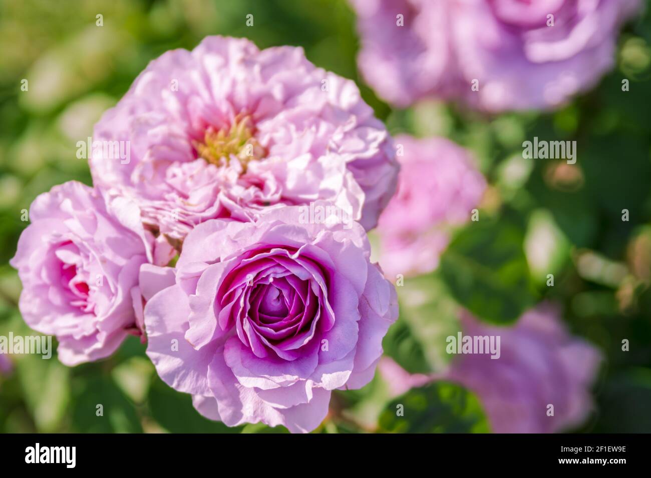 Bunte, schöne und zarte Rose im Garten Stockfoto