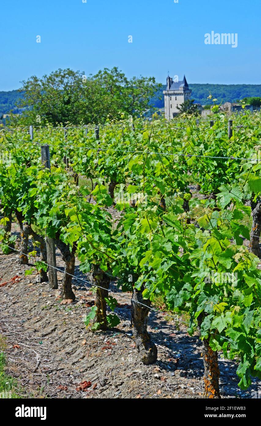 Chinon Weingut, Indre-et-Loire, Frankreich. Chinon Wein kommt aus den Weinbergen rund um die Stadt Chinon in Touraine. Stockfoto