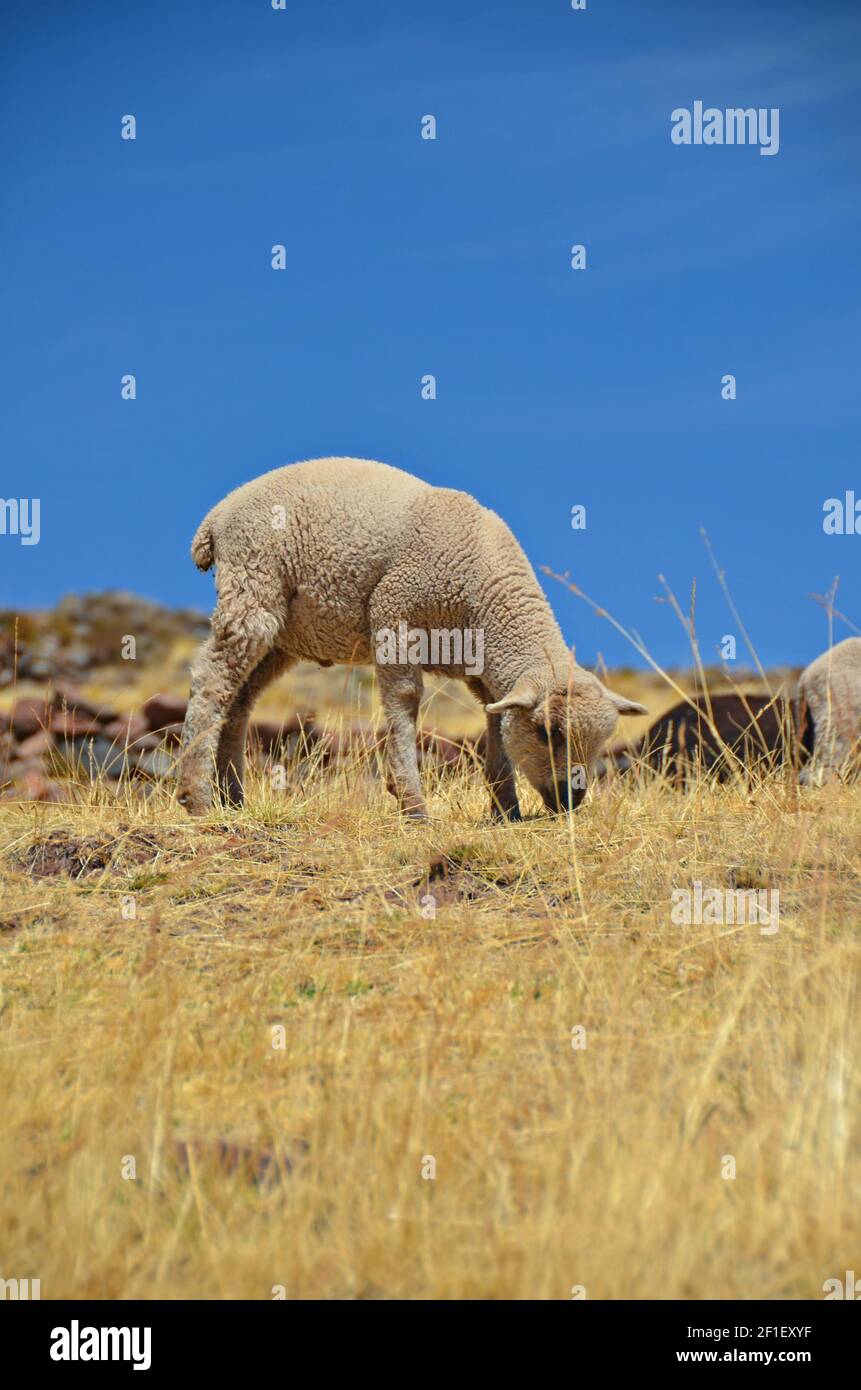 Alpaca einheimische Tiere grasen in der Landschaft der Laguna Umayo in der Nähe von Sillustrani in Puno, Peru. Stockfoto