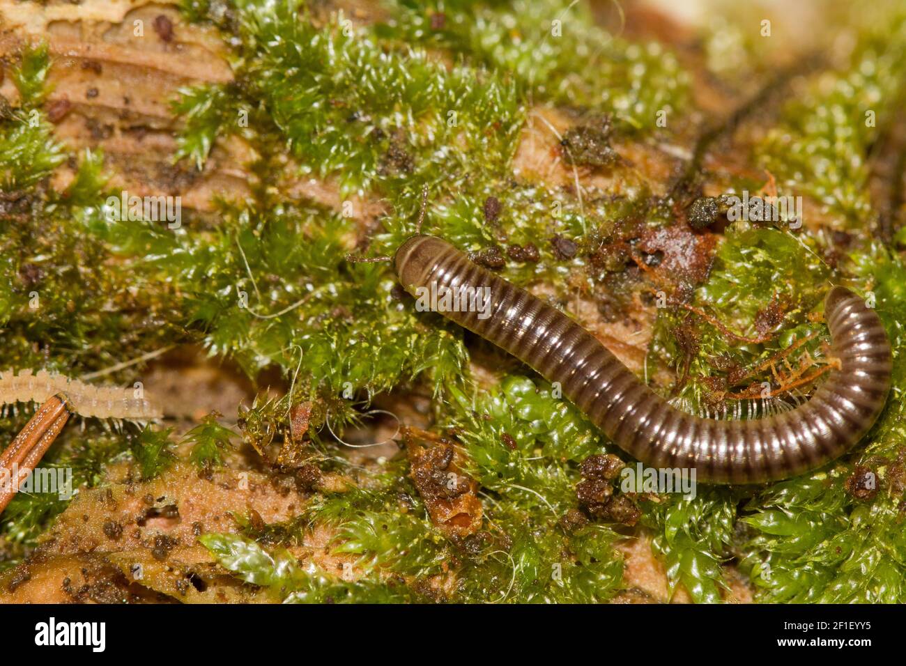 Schlangenmilliped (Cylindroiulus) Stockfoto