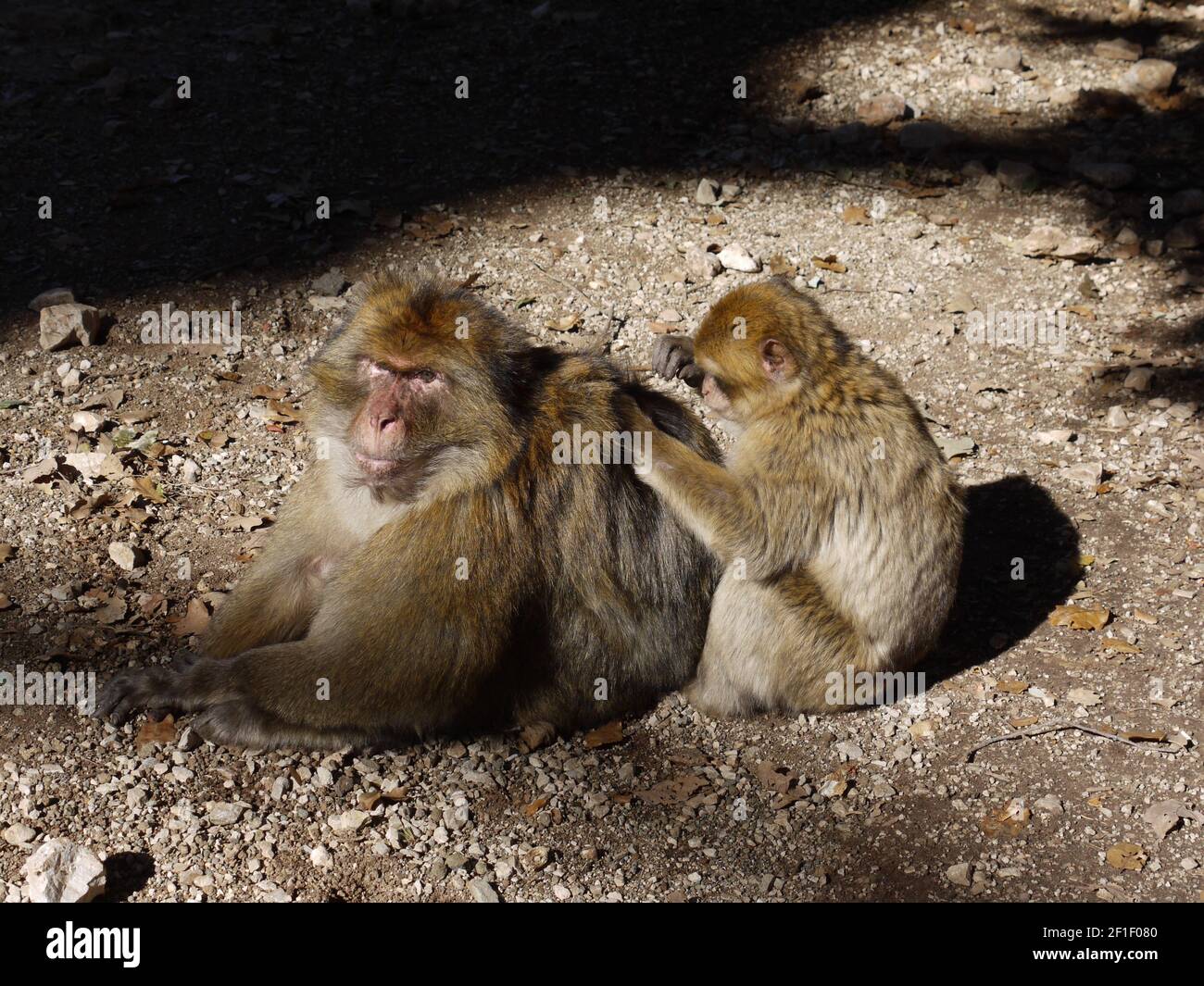 Allgemeine Szenen von Menschen und Orten in der Stadt FEZ im nordafrikanischen Land Marokko Stockfoto