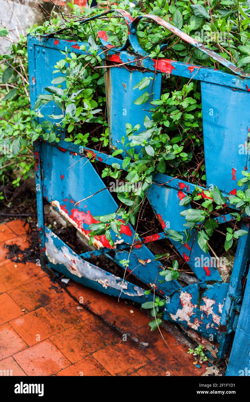 Metallgartentor Rost abblätternde Farbe überwuchert Hecke Stockfoto