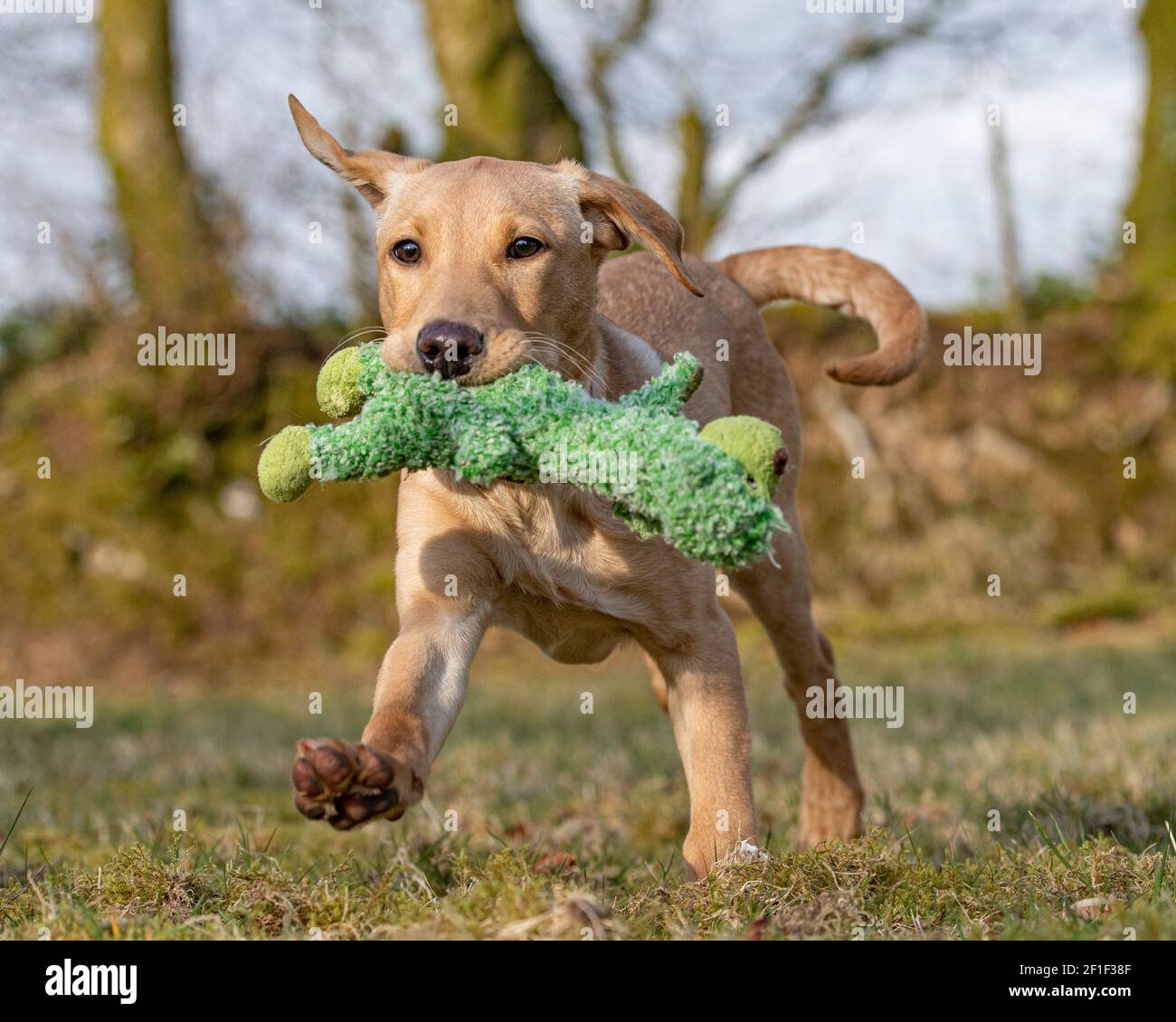 labrador Welpe läuft mit Spielzeug im Mund Stockfoto