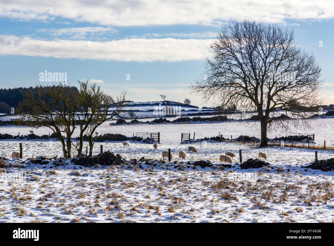 Schafe weiden in schneebedeckten Landschaft mit Bäumen bei Riber Oberhalb von Starkholmes in der Nähe von Matlock Bath im Derbyshire Peak District England GB Stockfoto