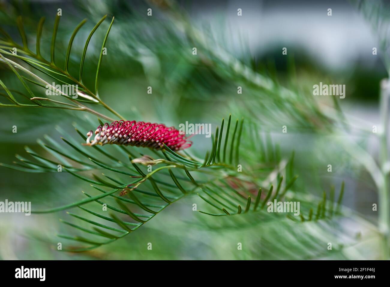 Naturwelt und Natur Hintergrund Foto, rote Pflanze umgeben von grünen, ungewöhnliche Pflanzenfoto Stockfoto