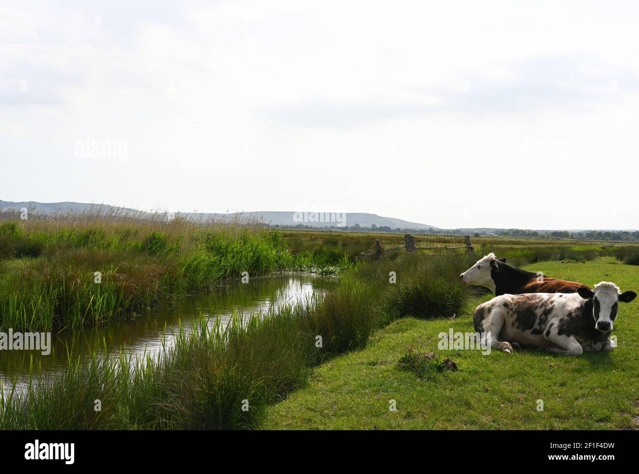 Kühe entspannen in einer schönen Wiese mit einem Fluss und Hügel im Hintergrund Stockfoto