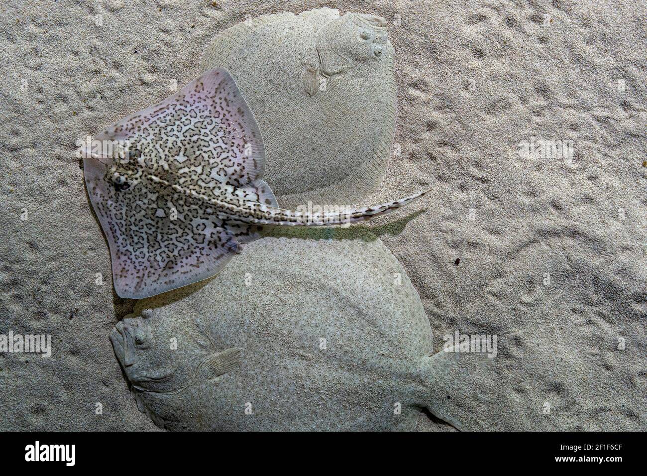Steinbutt flache Fische unter Wasser und Stachelrochen Fisch auf Sand Unten Stockfoto