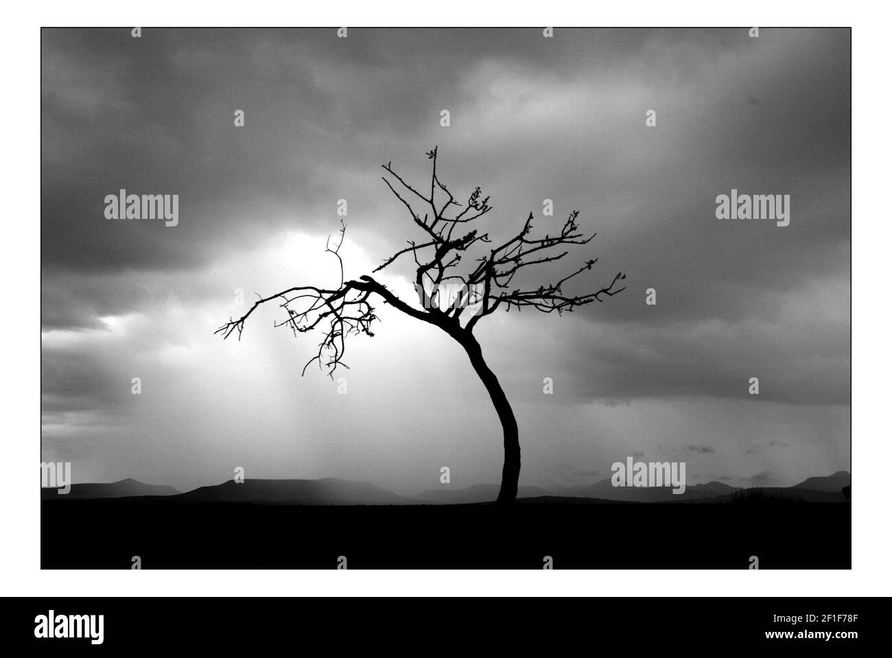 Unabhängiger Weihnachtsappellan...... Integrierte ländliche Entwicklung und Naturschutz (IRDNC) in Namibia.die trockene Wüstenlandschaft Namibias wartet auf die ersten Regenfälle der Saison. Ein klarer, bakeing blauer Himmel wird langsam in ein tiefes dunkelgrau gekocht, während die Wolken in Rollen. Der Regen stürmt und sobald knochentrockene Flüsse zum Leben erwacht. Foto von David Sandison November 2004 Stockfoto