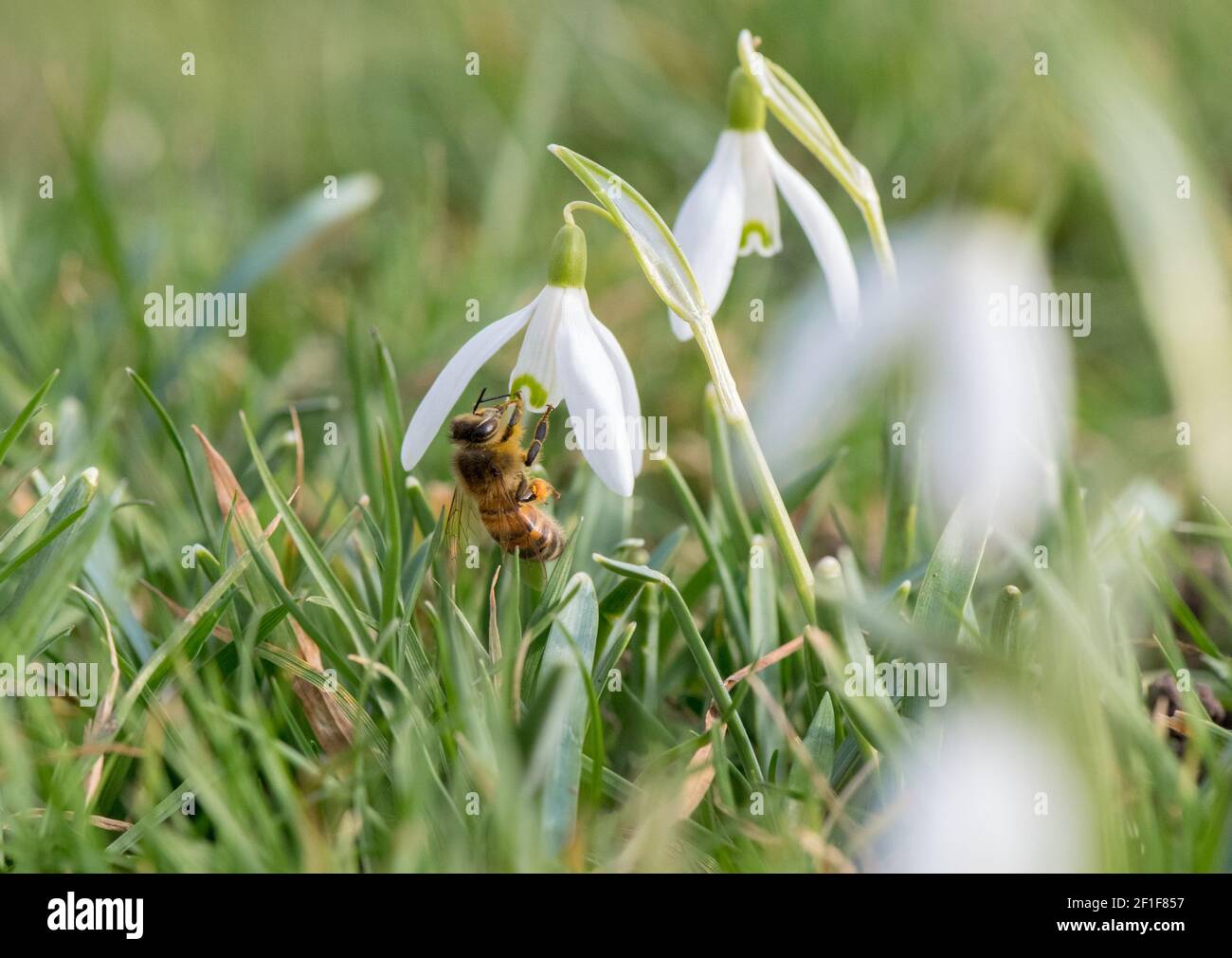 Honigbiene (APIs) mit Pollenbeutel, der Nekta aus einer Schneeglöckchen-Blume sammelt. Stockfoto