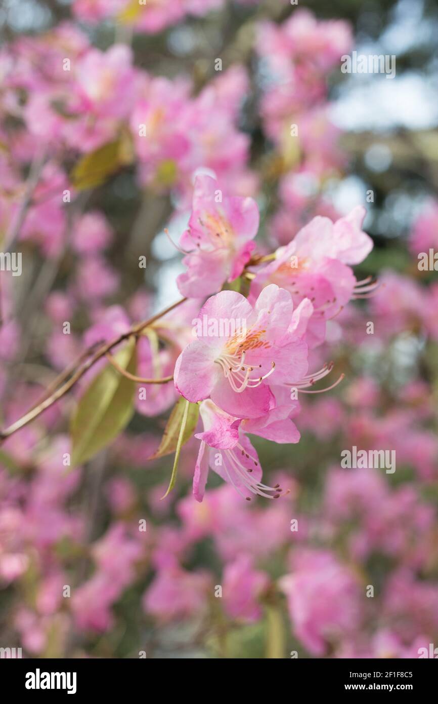 Rhododendron 'Airy Fairy'. Stockfoto