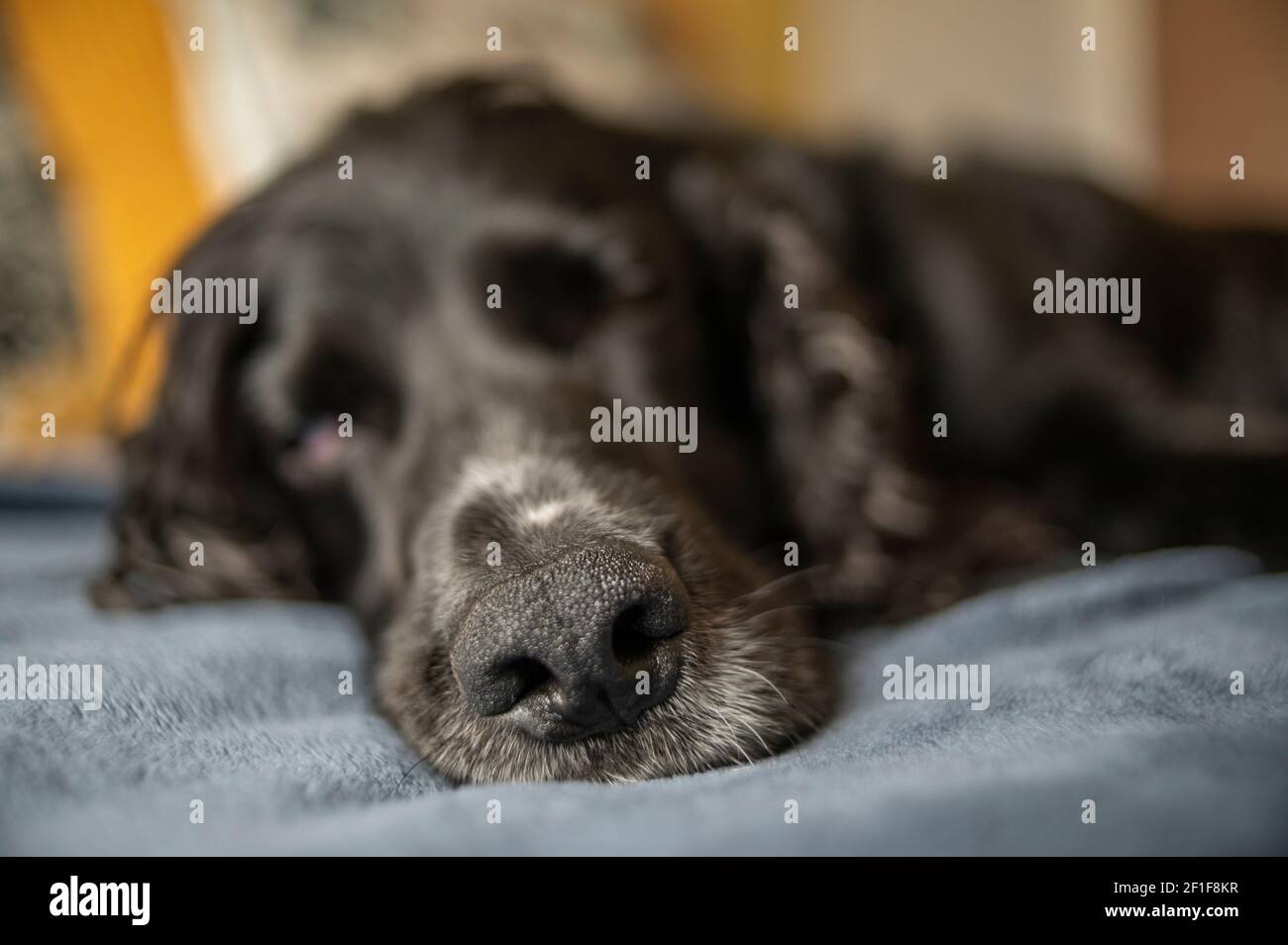 Ein arbeitend Cocker Spaniel Hund schlafen Foto Phil Wilkinson / Alamy Stockfoto