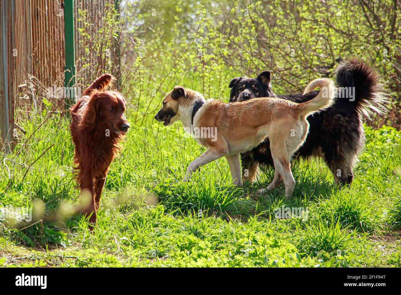 Drei Haustiere spielen in der Natur. Rote, schwarze und weiße Hunde laufen auf Frühlingsgras. Stockfoto