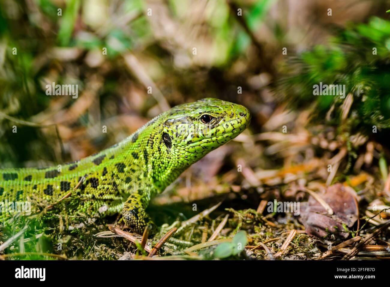 Männchen Lacerta Agilis Sand Lizard Reptil Tier Nahaufnahme Stockfoto