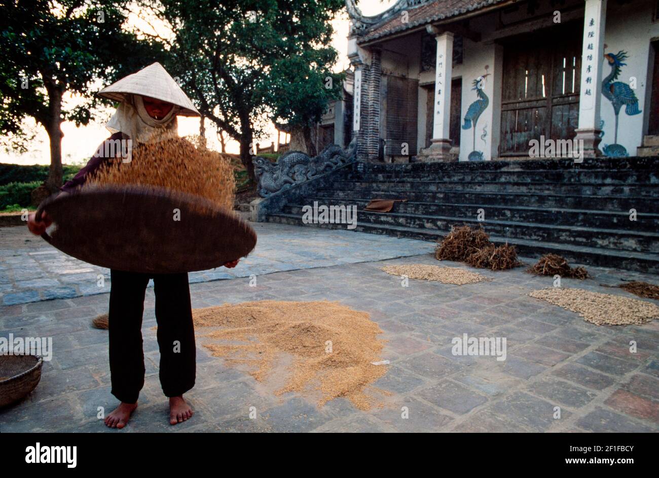 Weinreis zum Entfernen von Stielen nach der Ernte, Nordvietnam, Juni 1980 Stockfoto